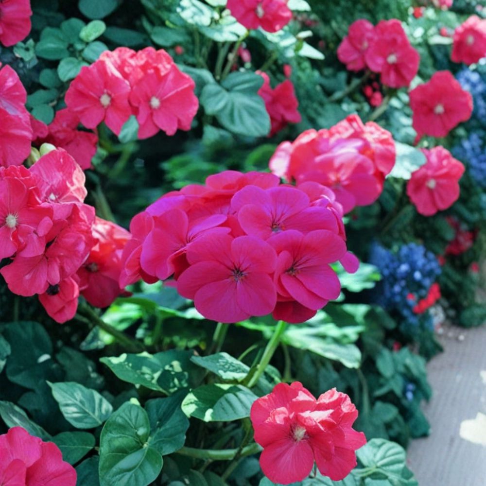 Saturn Salmon Glow Geranium Seeds - 15 Pelargonium Flower Seeds for Pots, Gardens, Compact Salmon Bloom