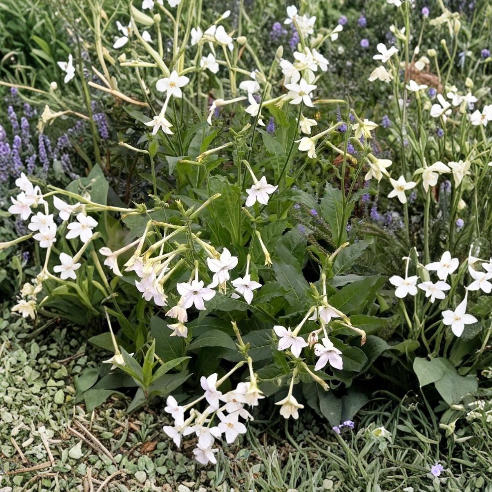 Jasmine Tobacco Seeds 20+ Pack | Fragrant Evening Blooms | Nicotiana alata | Pollinator Friendly Garden Plant