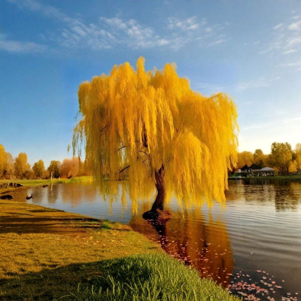 Gold Weeping Willow Cuttings - 5 Live Tree Cuttings - Salix alba ‘Vitellina’ - Fast Growing Bonsai or Garden Trees