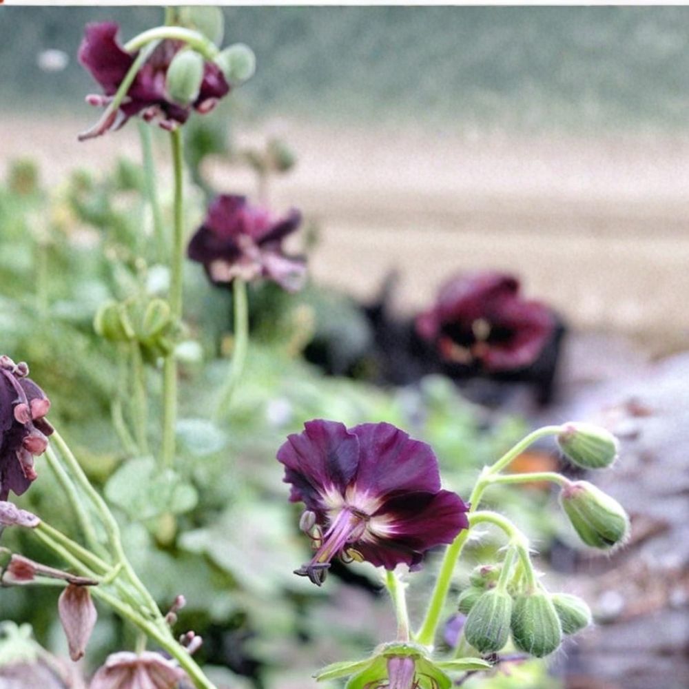 Taff's Jester Geranium Seeds - 25+ Easy to Grow Colorful Flower Seeds - Pelargonium spp. for Containers & Borders