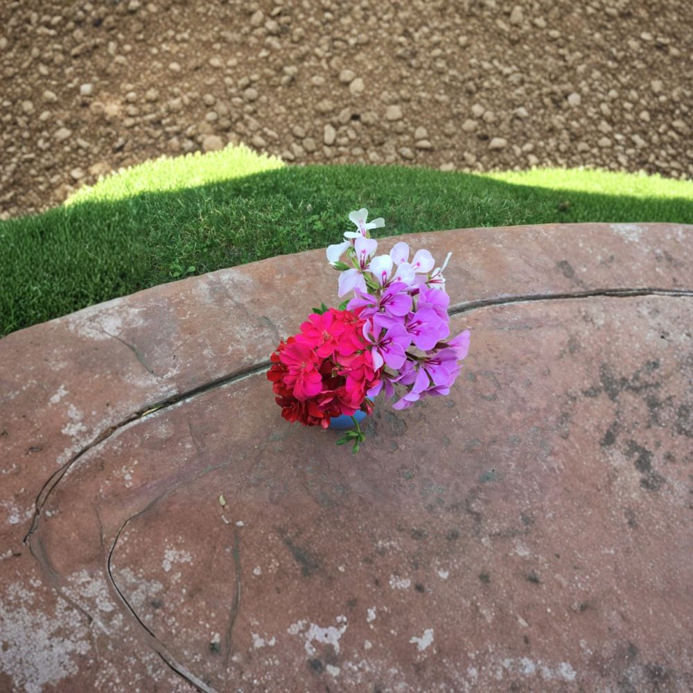 Ivy Geranium Cuttings Mix - 9 Fresh Pelargonium Cuttings in 4 Colors - Trailing Flowering Plants for Baskets & Planters