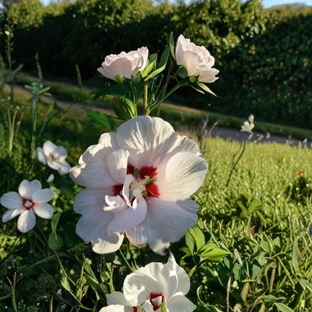 Double Flower White Althea Rose of Sharon 3 Gallon Shrub | Hibiscus syriacus | Easy to Grow | Large Double White Blooms