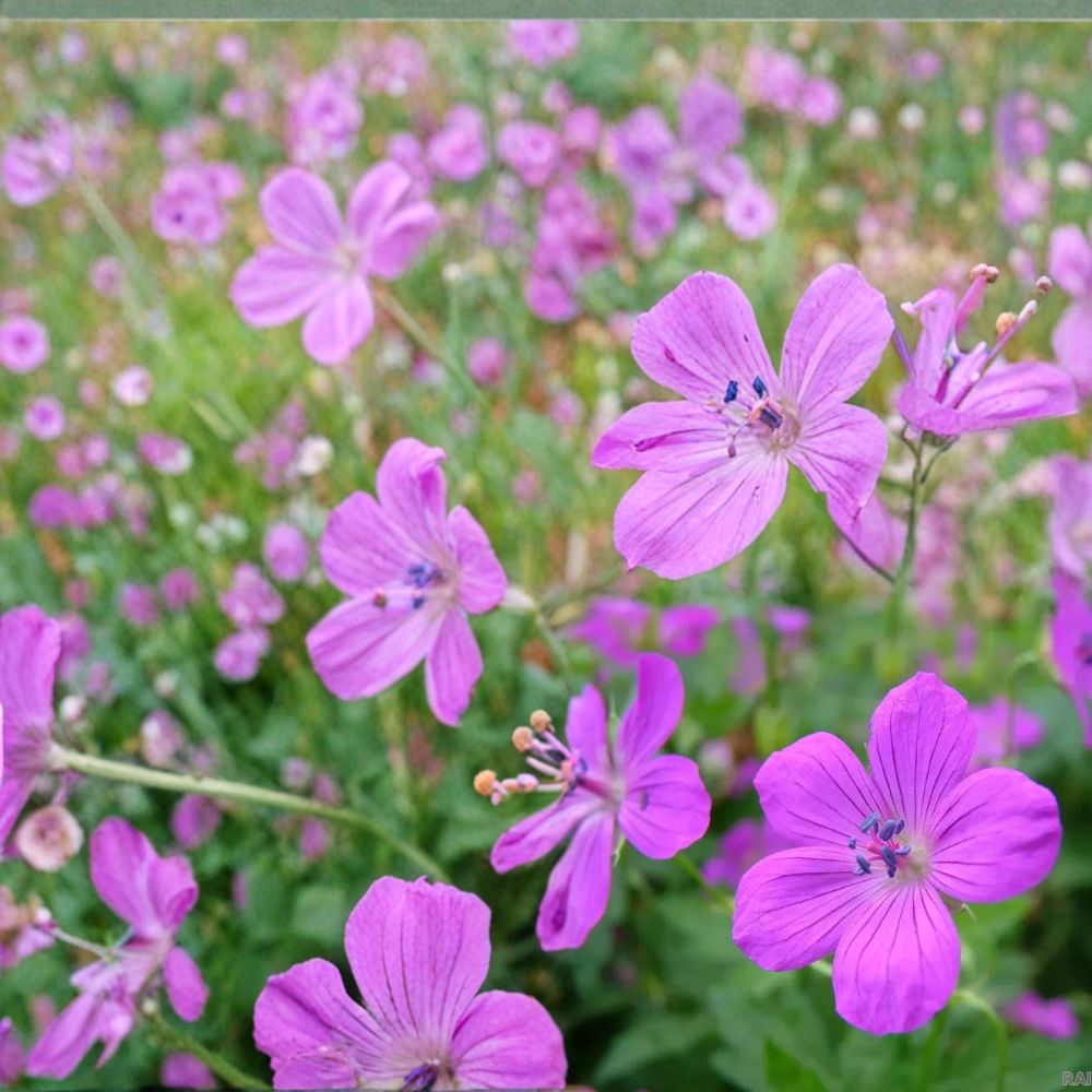Danny Boy Geranium Seeds | 25+ Easy-to-Grow Flower Seeds | Vibrant Blooms | Pelargonium spp. | USA Shipping