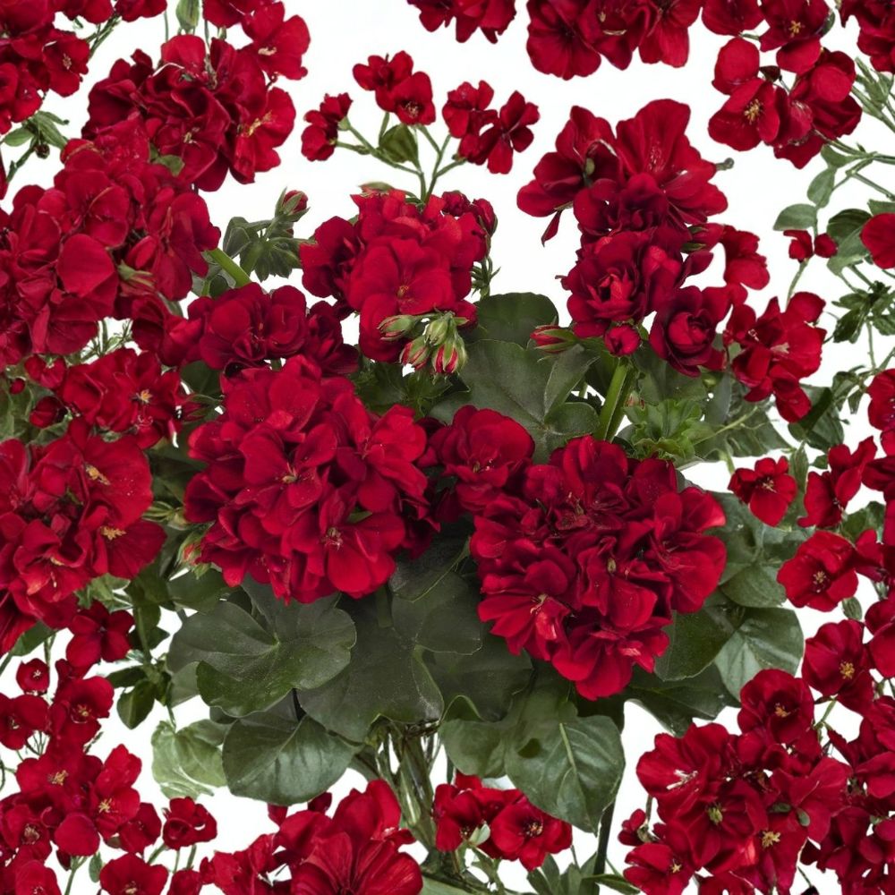 Double Red Geranium Seeds - 10 Premium Flower Seeds | Pelargonium x hortorum | Vibrant Container & Patio Blooms