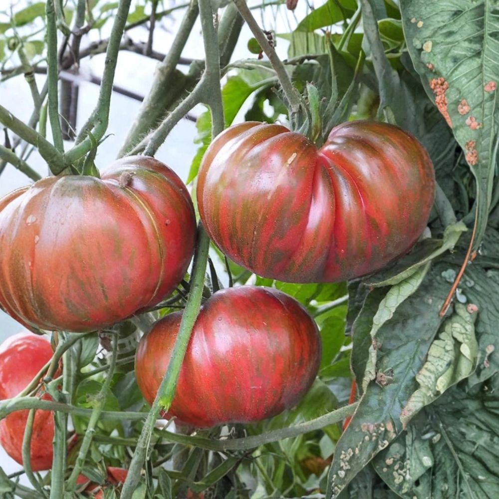Pink Berkeley Tie-Dye Tomato Seeds | 50 Organic Non-GMO Heirloom Seeds | Solanum lycopersicum | Brad Gates Variety