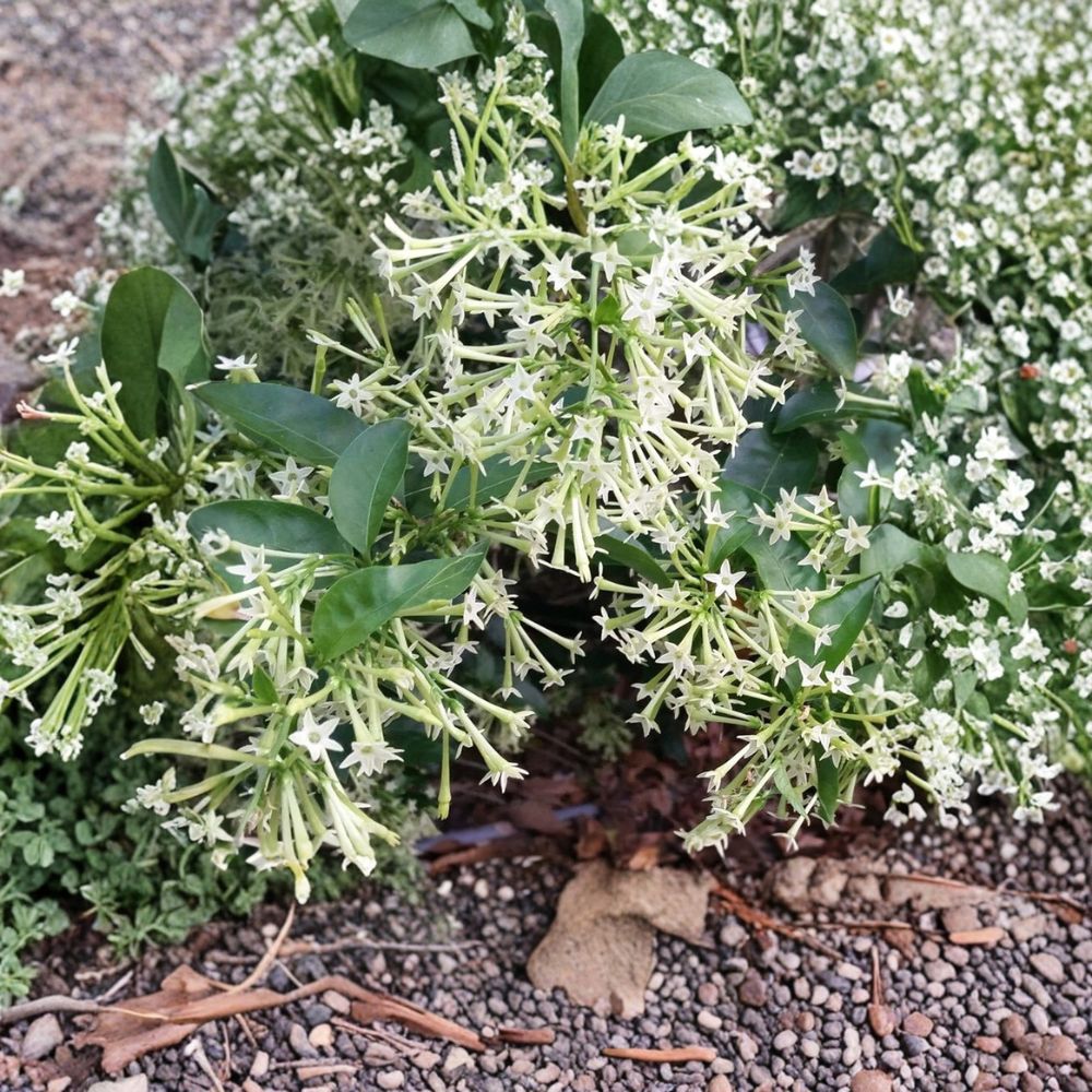 Night Blooming Jasmine Live Plant - Cestrum nocturnum Starter - Extremely Fragrant Tropical Shrub - Indoor Outdoor Garden Plant
