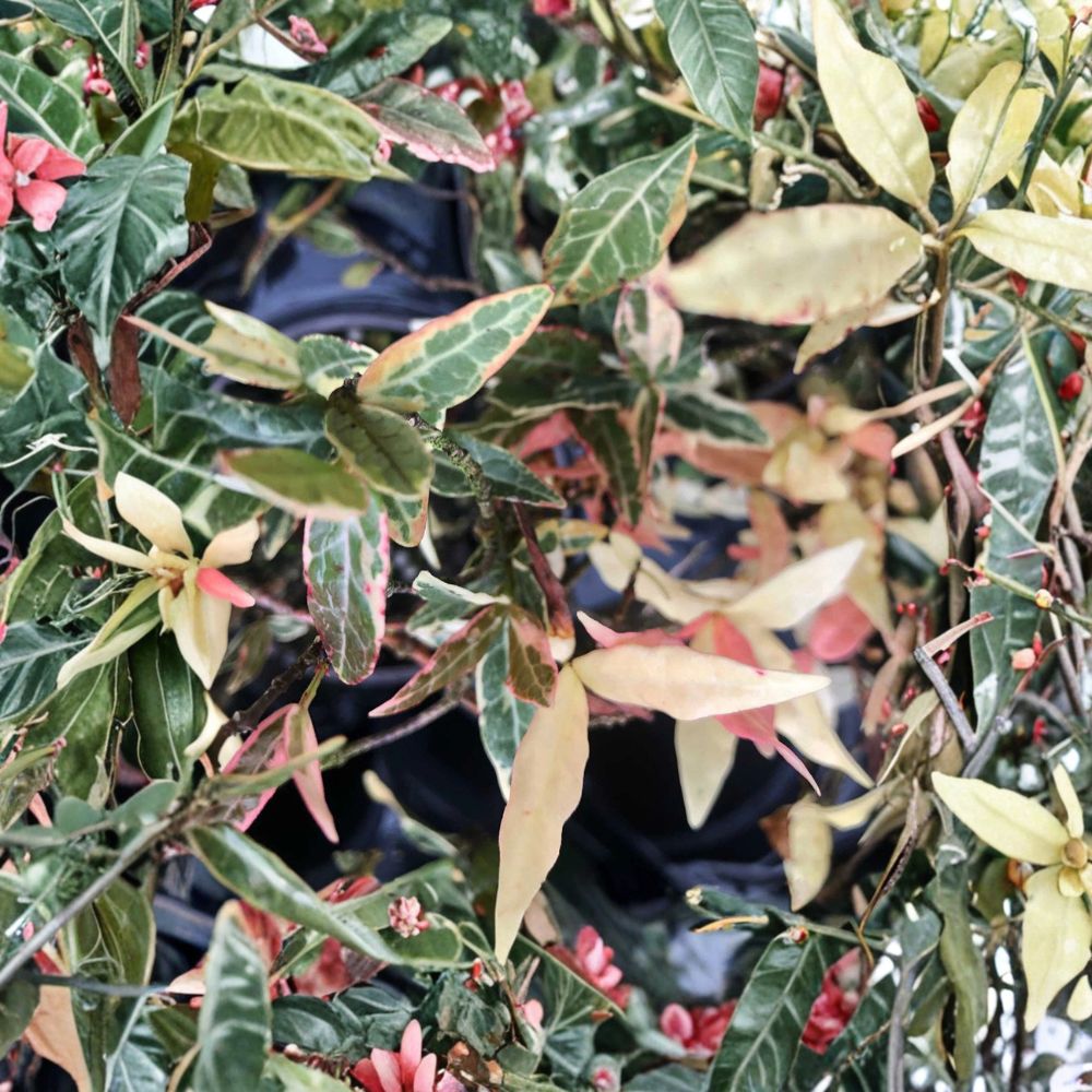 Variegated Asiatic Jasmine ‘Tricolor’ Live Plant | 4-6 Inches | Evergreen Vine | Trachelospermum asiatica Ground Cover