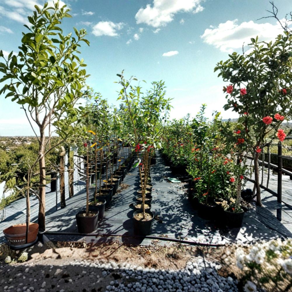 Hopa Fruiting Crabapple Tree - Live 4–6 Feet Tall Ornamental Tree - Malus 'Hopa' - Easy to Grow Flowering Landscape Tree