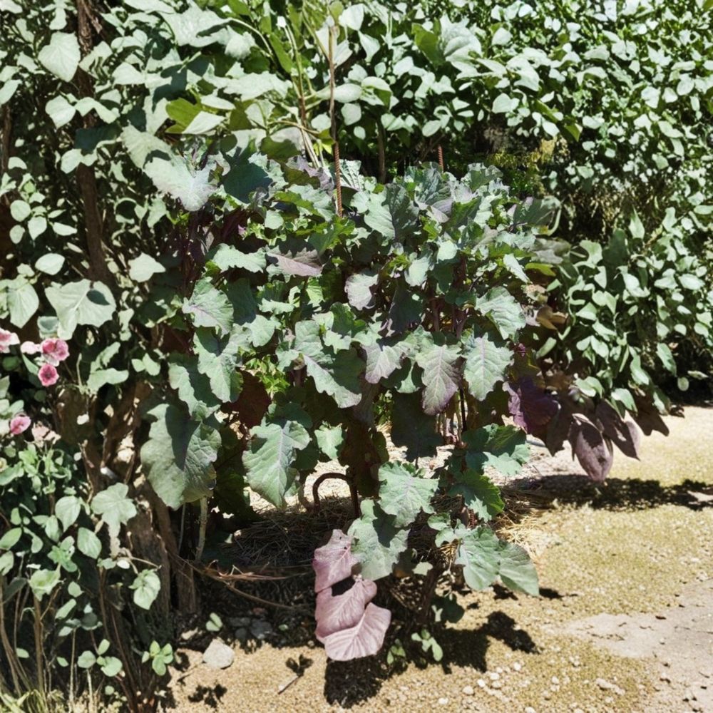 Purple Tree Collard Cutting | 6-8 Inch Live Cutting | Edible Perennial Kale | Brassica oleracea | Fast Growing Garden Plant