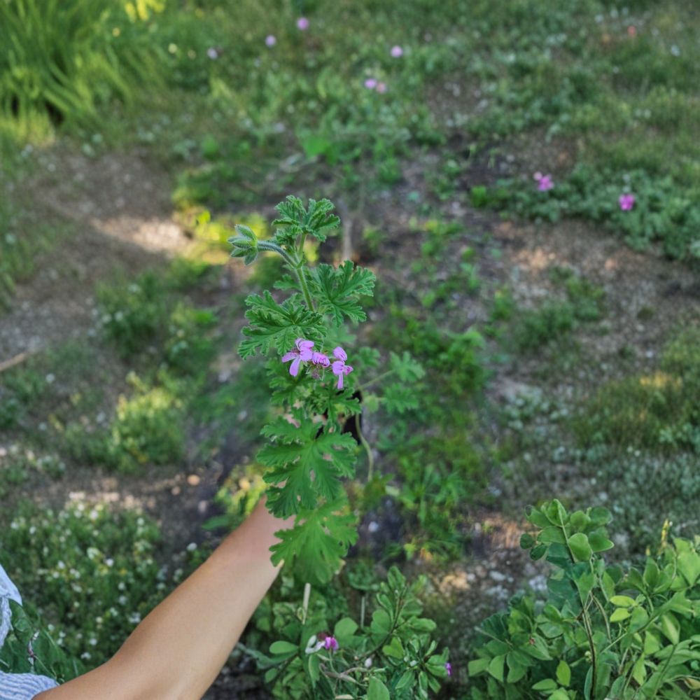 Citronella Scented Geranium Live Plant | Pelargonium citrosum | Mosquito Repellent | Heirloom Fragrant Perennial | Easy to Grow