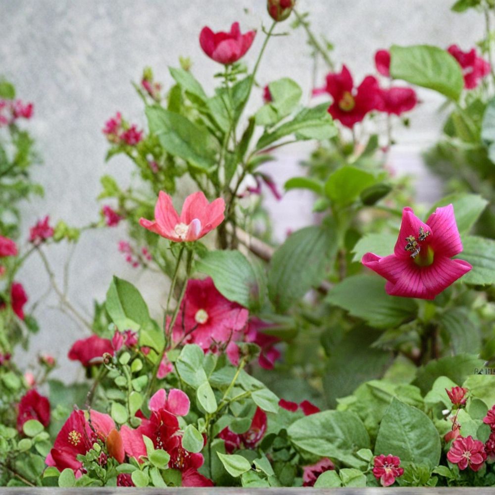 Hawaii Red Cranesbill Geranium Seeds - 25+ Premium Flower Seeds, Bright Red Blooms, Geranium / Pelargonium spp.