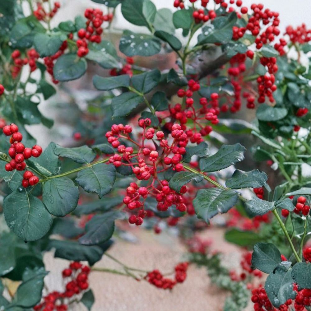 Sichuan Pepper Tree Live Plant 3 Ft Hanyuan Da Hong Pao Zanthoxylum simulans Szechuan Peppercorn Herb in 1 Gallon Pot