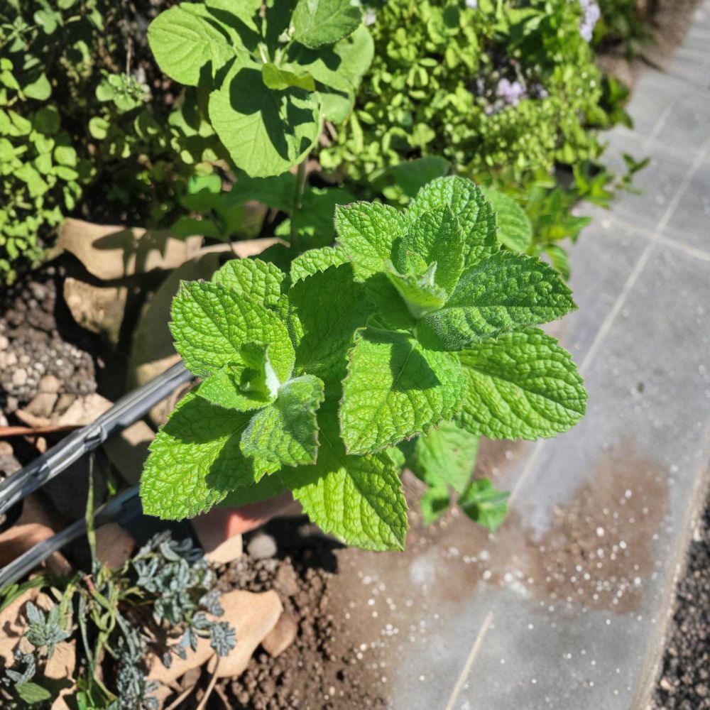Apple Mint Cuttings - 3 Organic Unrooted Cuttings - Mentha suaveolens - Woolly Pineapple Mint Herb for Easy Propagation