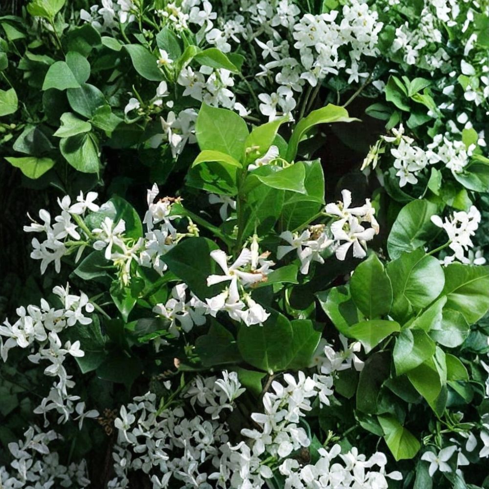 Confederate Jasmine Vine Live Plant 1 Quart - Fragrant Evergreen Climber Trachelospermum jasminoides for Trellis & Patio