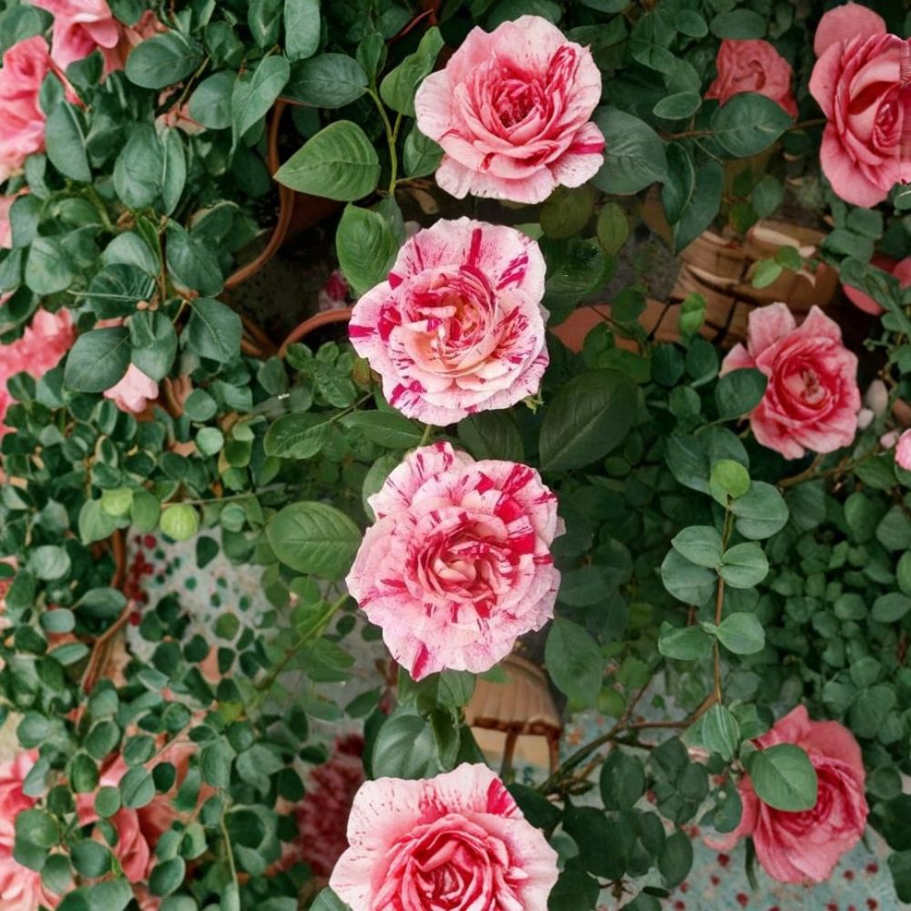 Scentimental Floribunda Rose Plant | 1 Gallon | Striped Red & White Blooms | Rosa 'Scentimental' | Easy to Grow