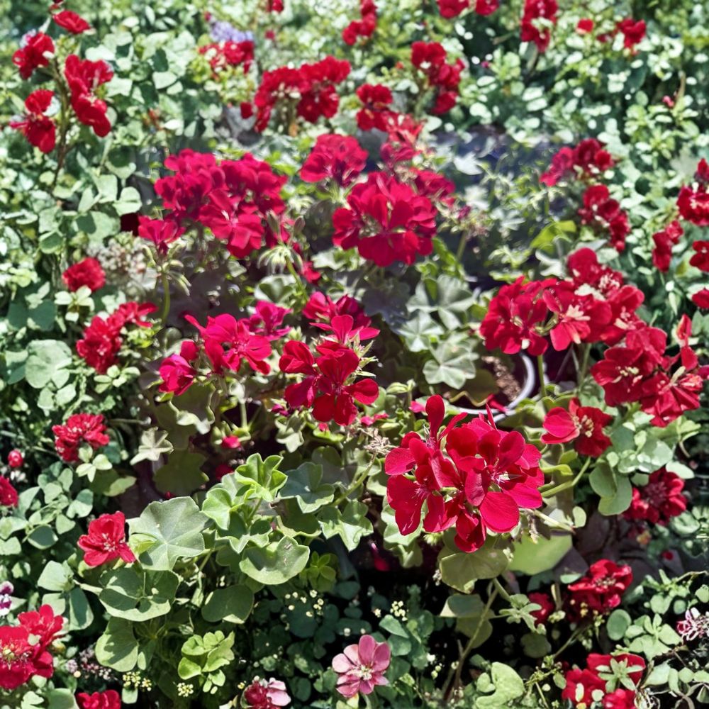 Red Geranium Live Plant in 6-Inch Pot | Blooming Pelargonium Flower | Perfect for Patio & Outdoor Container Garden
