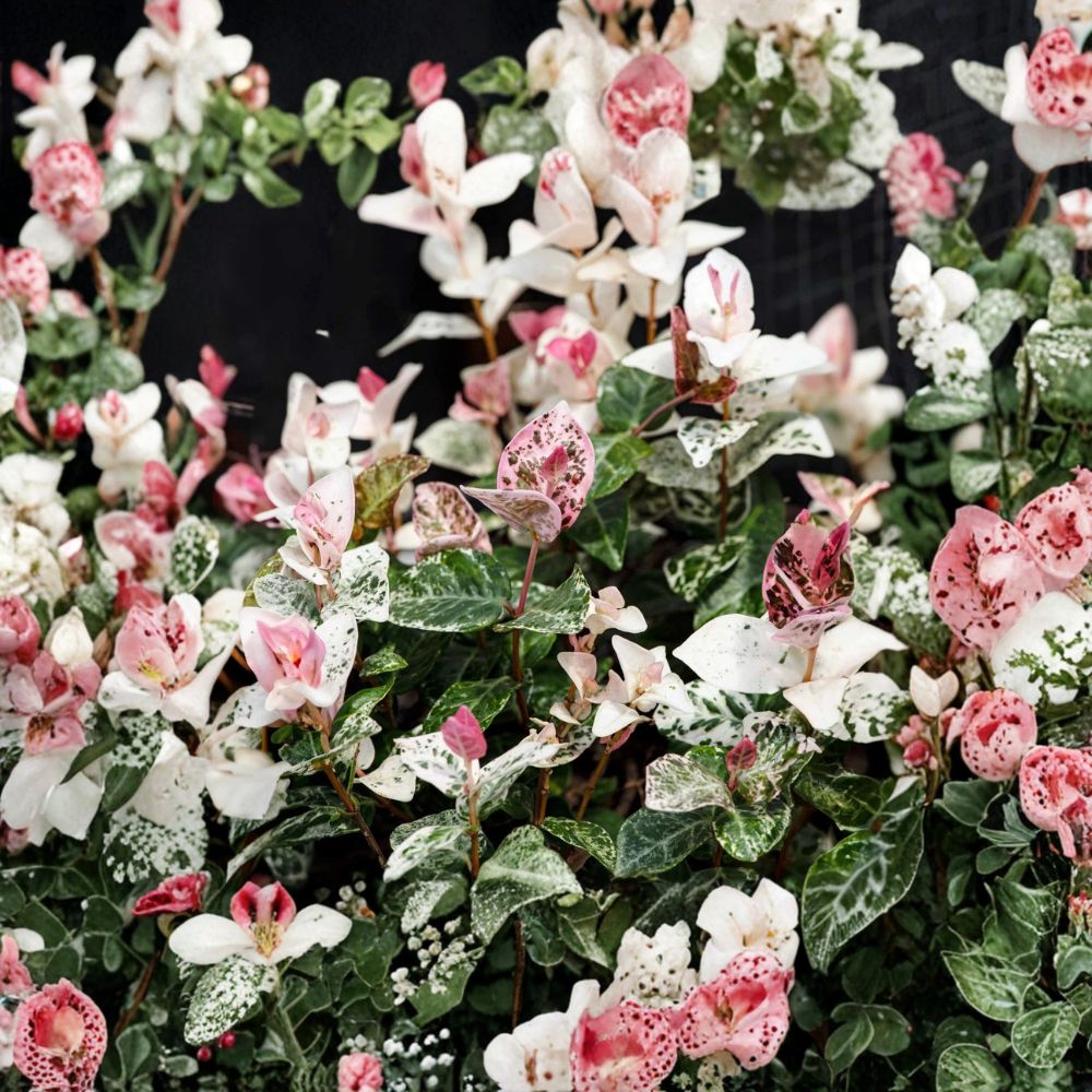 Snow in Summer Jasmine Seeds - 5 Seeds Variegated Hardy Jasmine Vine Trachelospermum asiaticum Fragrant White Flower Climber