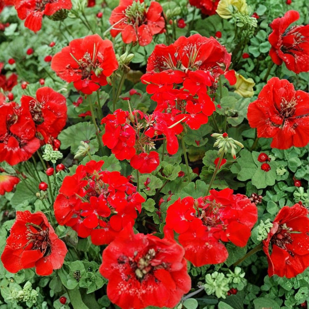Pinto Premium Deep Red Geranium Seeds - 100 Coated Pelargonium x hortorum - Early Blooming Red Garden Flowers