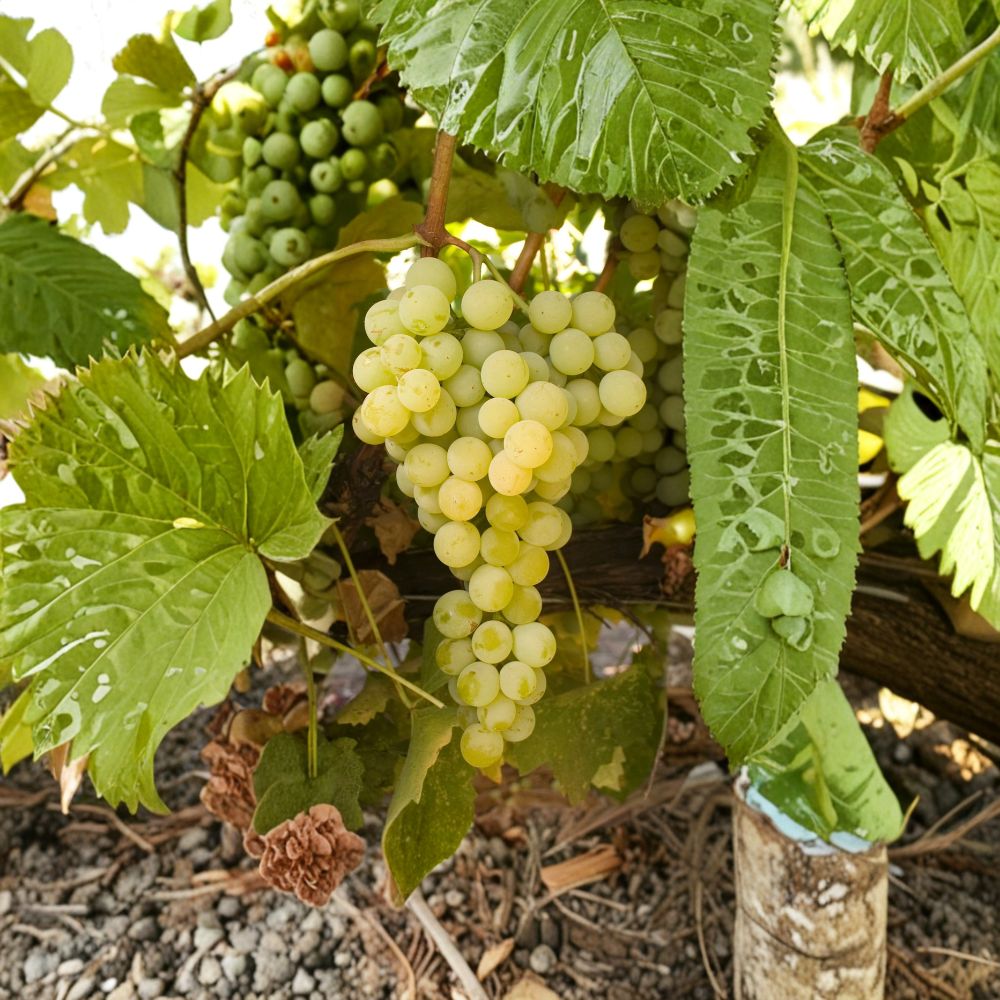 Marquis Seedless Grape Vine - Live Plant | White Table Grape | Large Sweet Berries | Vitis hybrid 'Marquis'