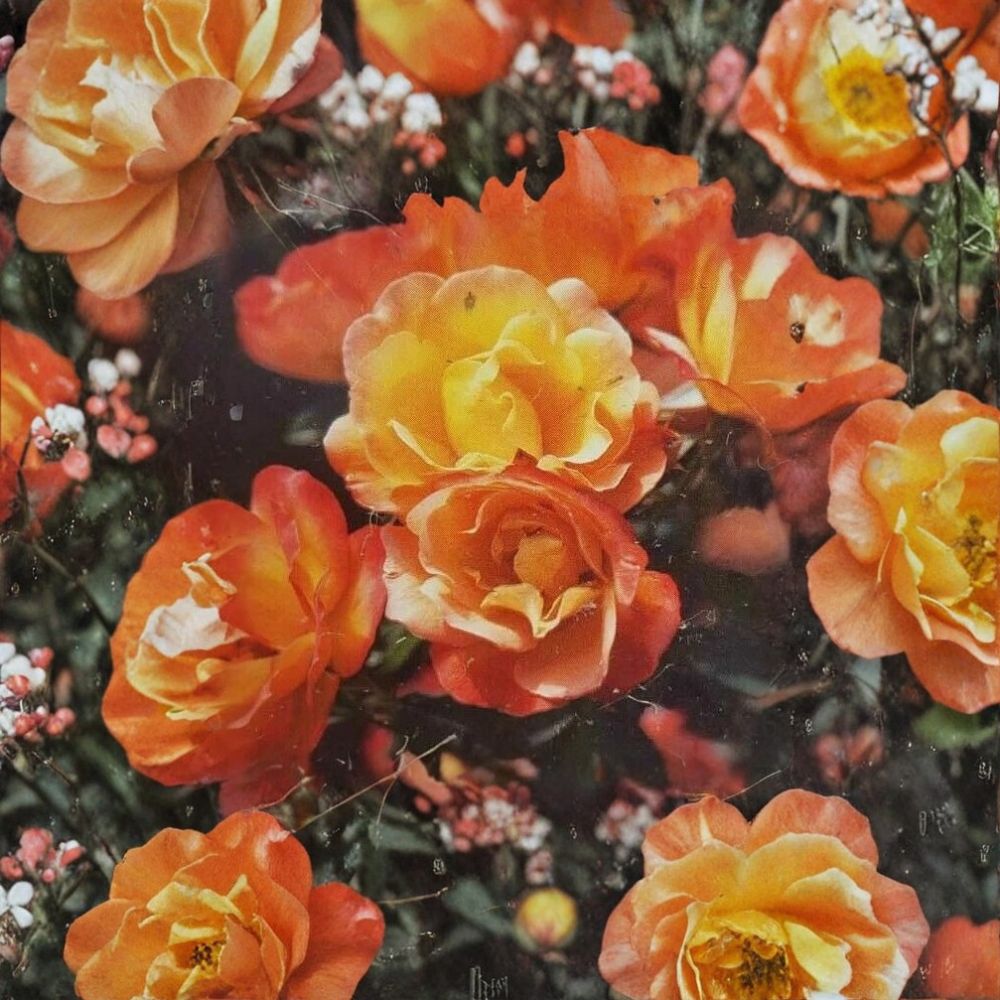 Climbing Rose Plant - 3 Gallon - Climbing Pinata - Yellow Vermilion Blooms - Rosa 'Climbing Pinata' - Flowering Vine