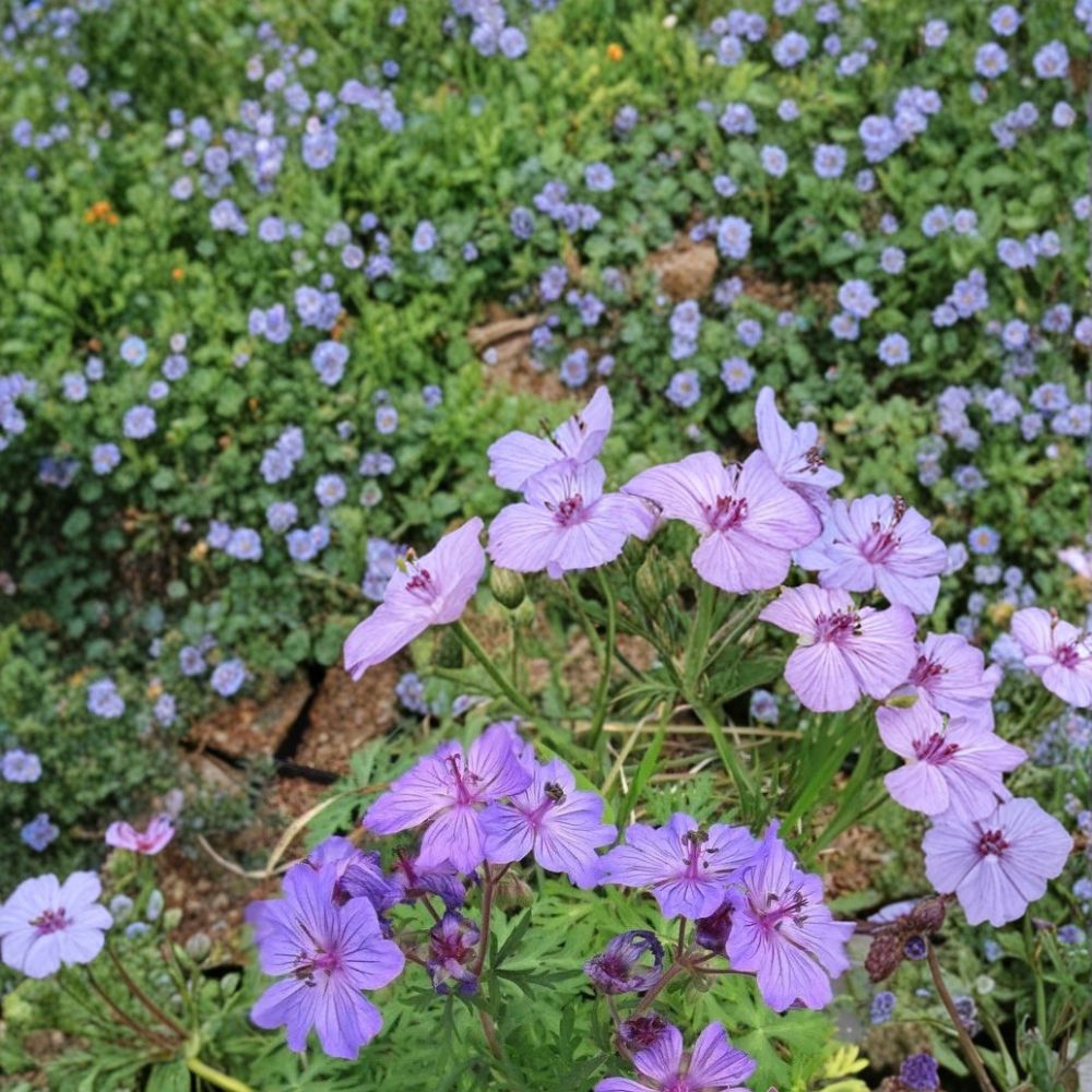 Malviflorum Geranium Seeds | 25+ Seeds | Vibrant Pelargonium Flower | Easy to Grow | Ideal for Containers & Gardens