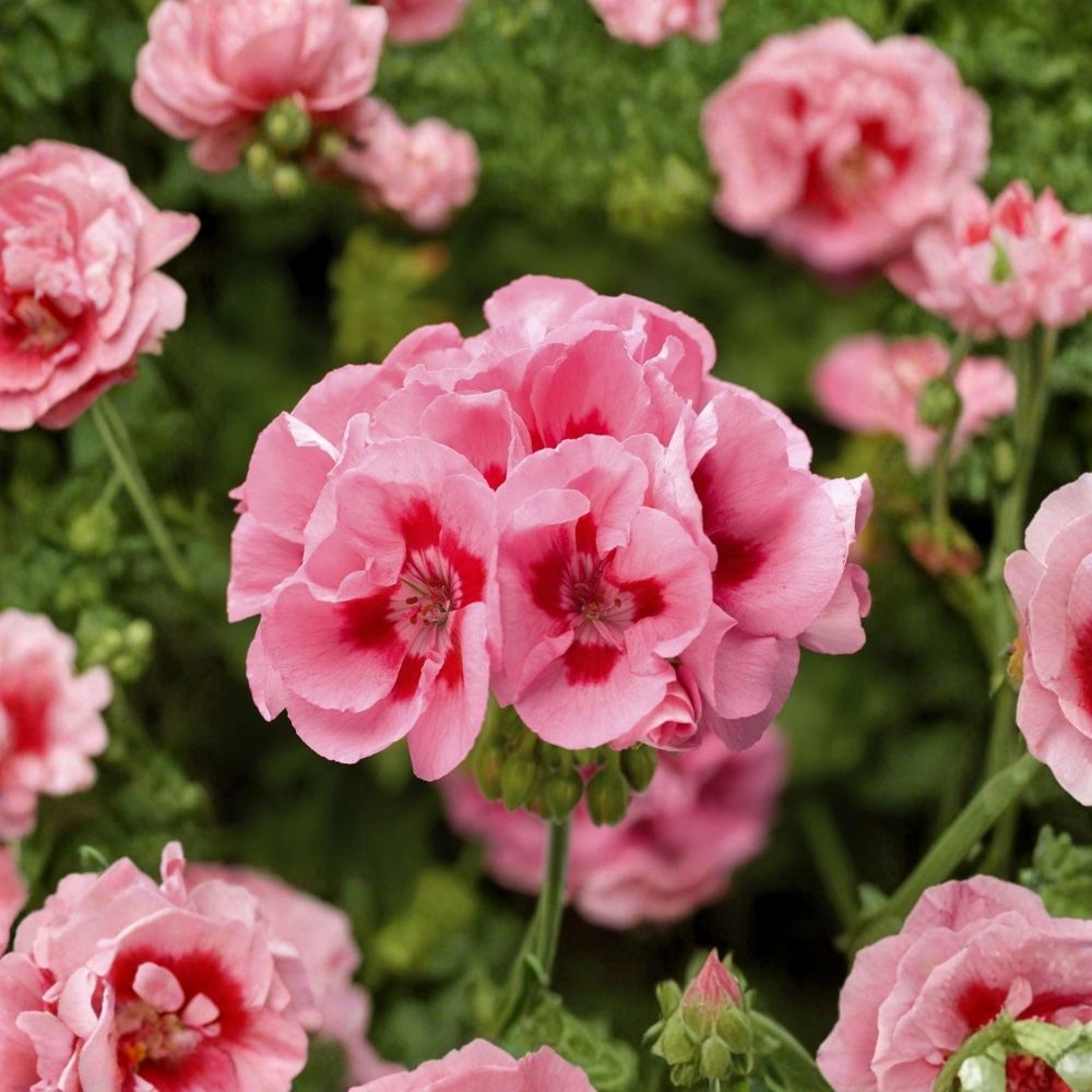 Pink Flame Geranium Starter Plant - Vibrant Pink Blooms - Pelargonium spp. - Easy to Grow - Container & Patio Friendly