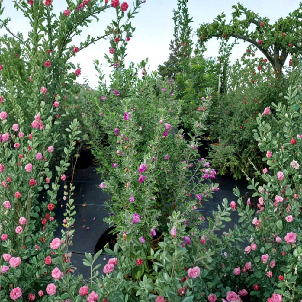 Purple Texas Sage Shrub | 2-3 Feet | Evergreen Flowering Plant | Drought Tolerant | Pollinator Friendly | Leucophyllum frutescens
