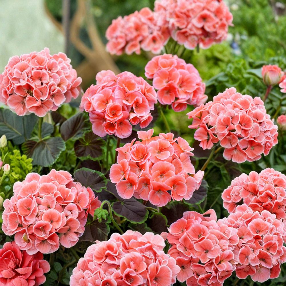 Salmon Splash Patriot Geranium Plant | 4 Inch Pot | Color-Changing Blooms | Pelargonium x hortorum | Easy-Care, Patio Friendly
