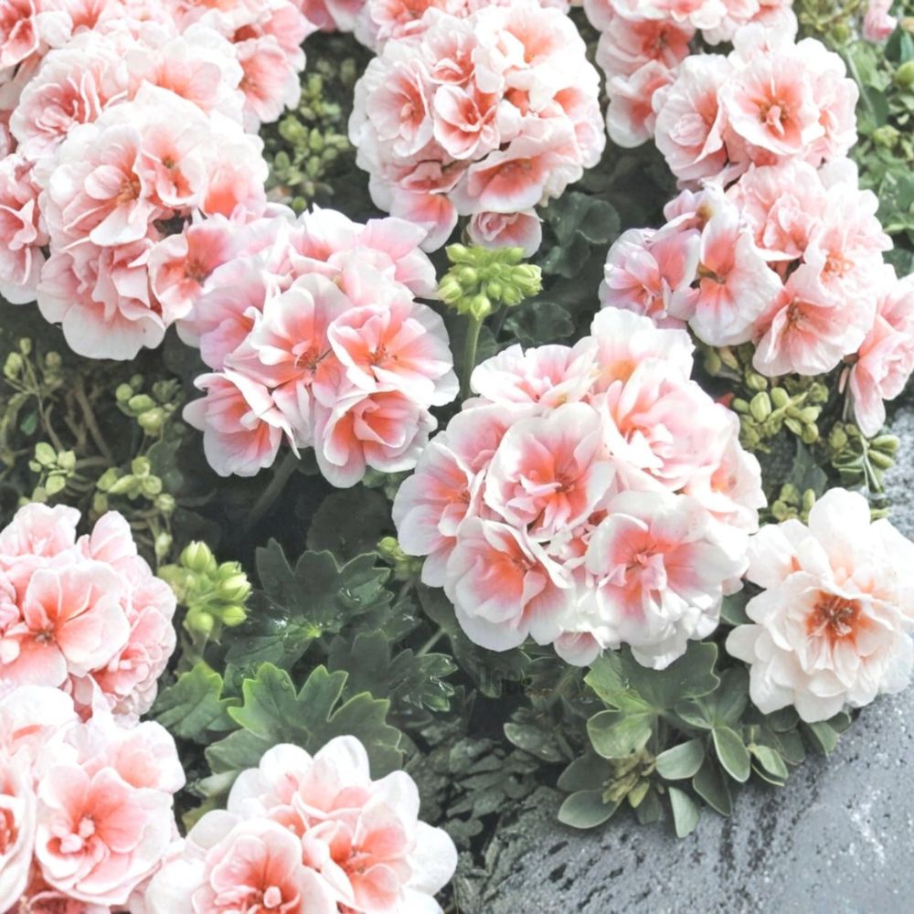 Pink White Geranium Seeds | 10 Premium Flower Seeds | Pelargonium | Ideal for Hanging Baskets & Patio Gardens