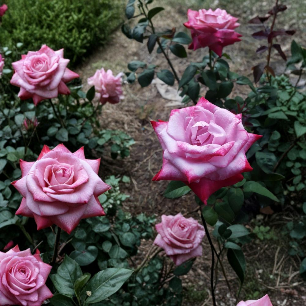 Paradise Hybrid Tea Rose Plant - 5 Gallon Lavender Pink Magenta Blooms - Rosa 'Paradise' - Fragrant Shrub for Gardens
