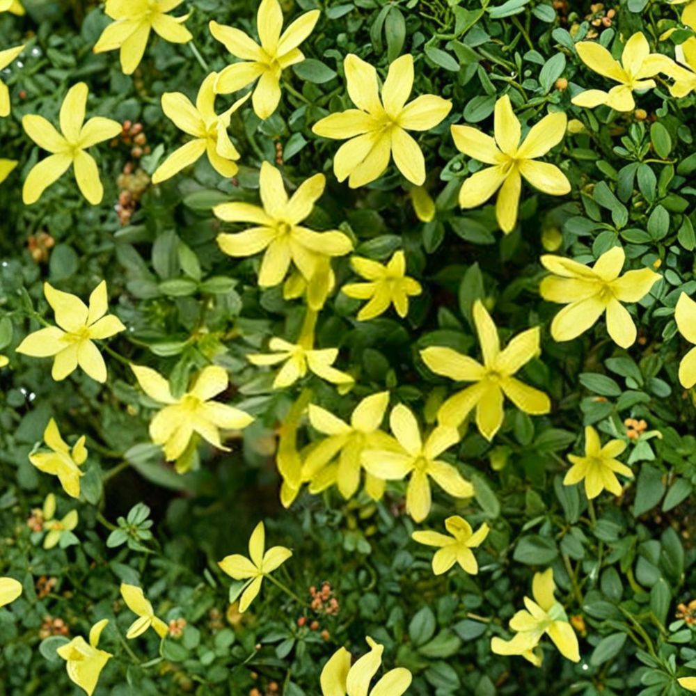 Parker's Jasmine Dwarf Live Plant - 4" Yellow Fragrant Jasmine Shrub - Compact Outdoor Flowering Plant (Jasminum nudiflorum)
