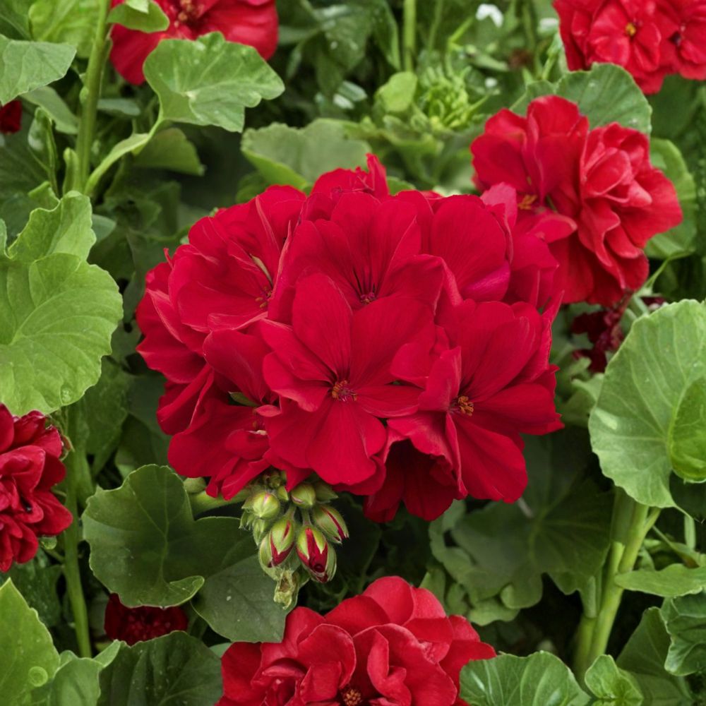 Deep Velvet Red Geranium Cuttings - 5 Fresh Unrooted Pelargonium Cuttings for Propagation - Rare Dark Red Flowers