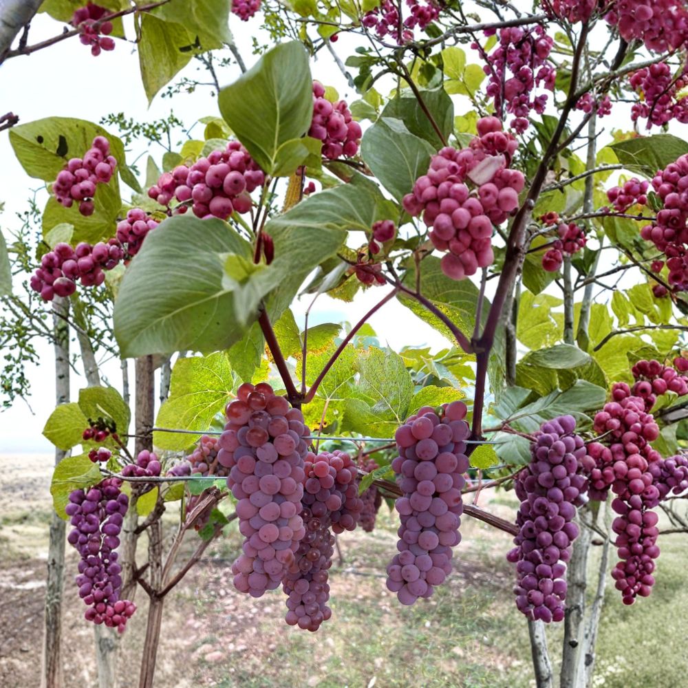 Canadice Seedless Grape Cuttings - 5 Pack | Vitis labrusca | Sweet Red Table Grape | Cold Hardy Vine for Home Vineyard