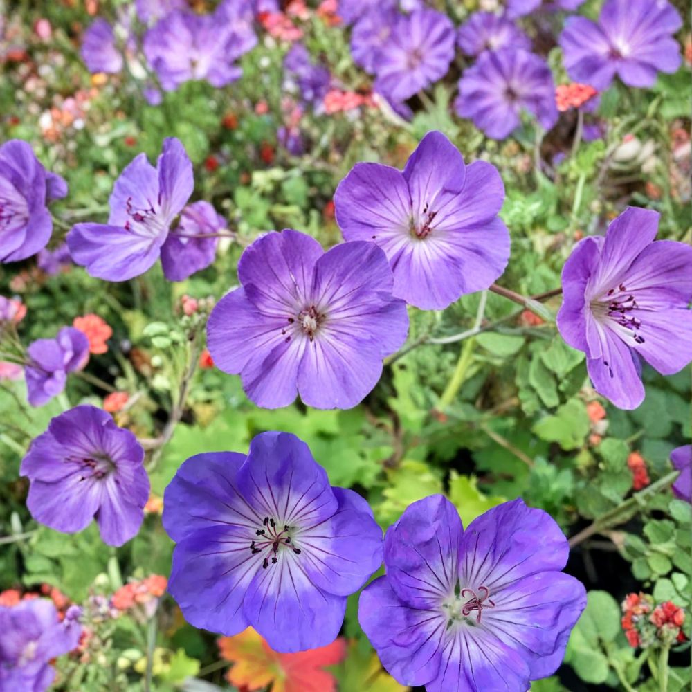 Azure Rush Geranium Seeds – 25+ Premium Flower Seeds | Hardy Perennial | Geranium ‘Azure Rush’ | Container Friendly