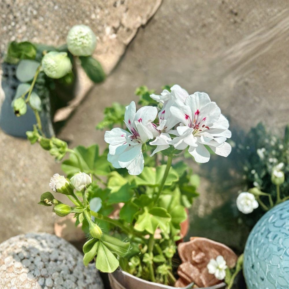 White Geranium Live Plant in 6 Inch Pot | Blooming Pelargonium | Outdoor Flowering Plant for Patio & Garden
