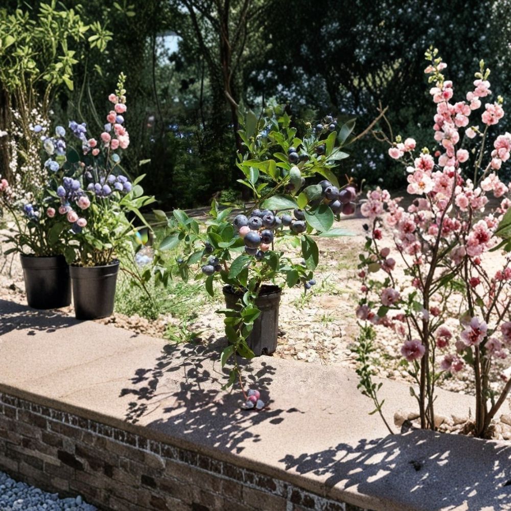 Tif Blue Blueberry Plant | 1 Gallon | Sweet Rabbiteye Variety | Vaccinium virgatum 'Tifblue' | Easy to Grow Fruit Plant