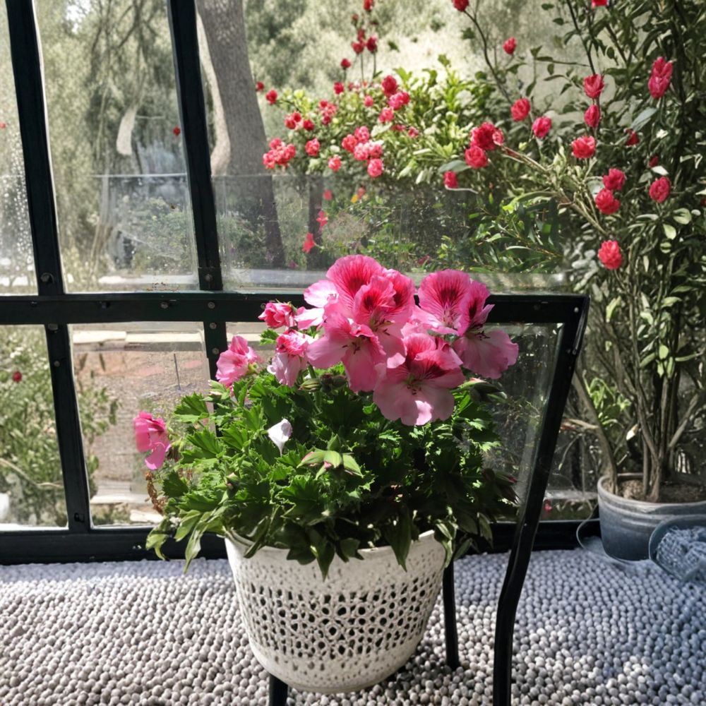 Martha Washington Geranium Cuttings - 4 Fresh Pelargonium Cuttings - Mixed Color Regal Geraniums for Rooting