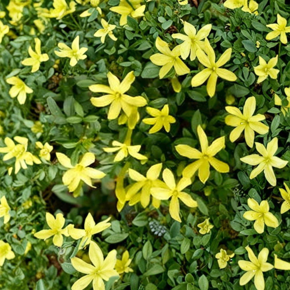 Parker's Jasmine Dwarf Plant | 4 Inch Pot | Yellow Fragrant Blooms | Jasminum spp. | Compact Shrub for Small Spaces
