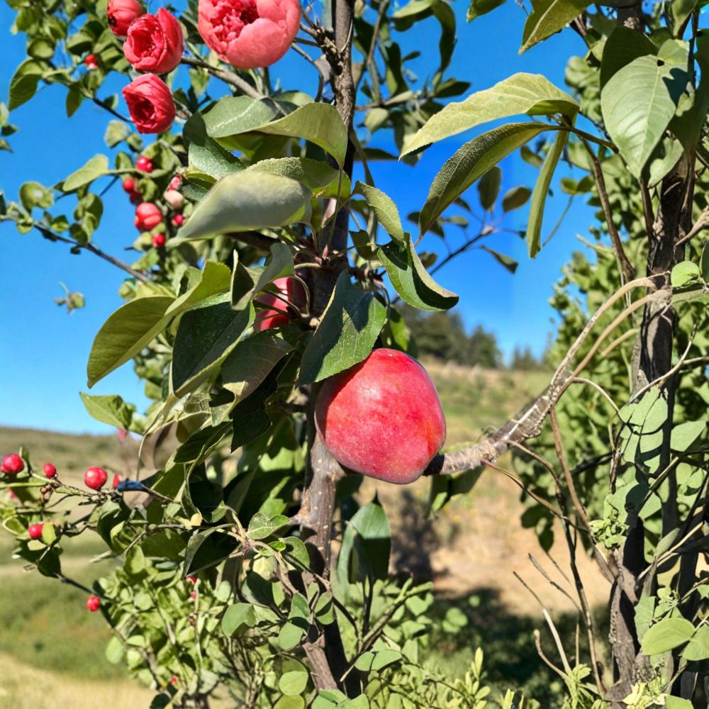 Almata Red Flesh Apple Tree | 3 Ft Live Plant | Pink Flesh Fruit | Malus domestica | Semi-Dwarf Edible Ornamental Tree