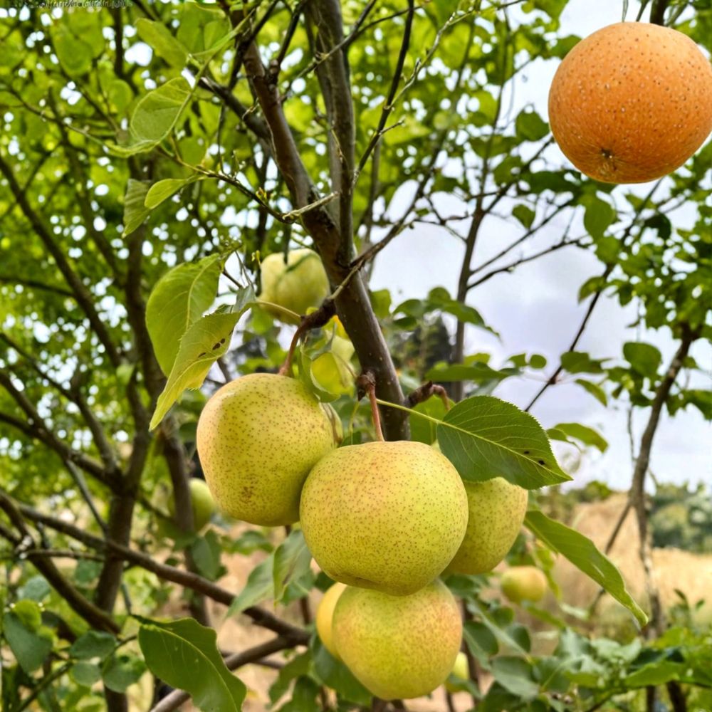 Emerald Crisp Asian Pear Tree Bare Root | Early Sweet Green Pear | Pyrus betulifolia Rootstock | Backyard Orchard Starter