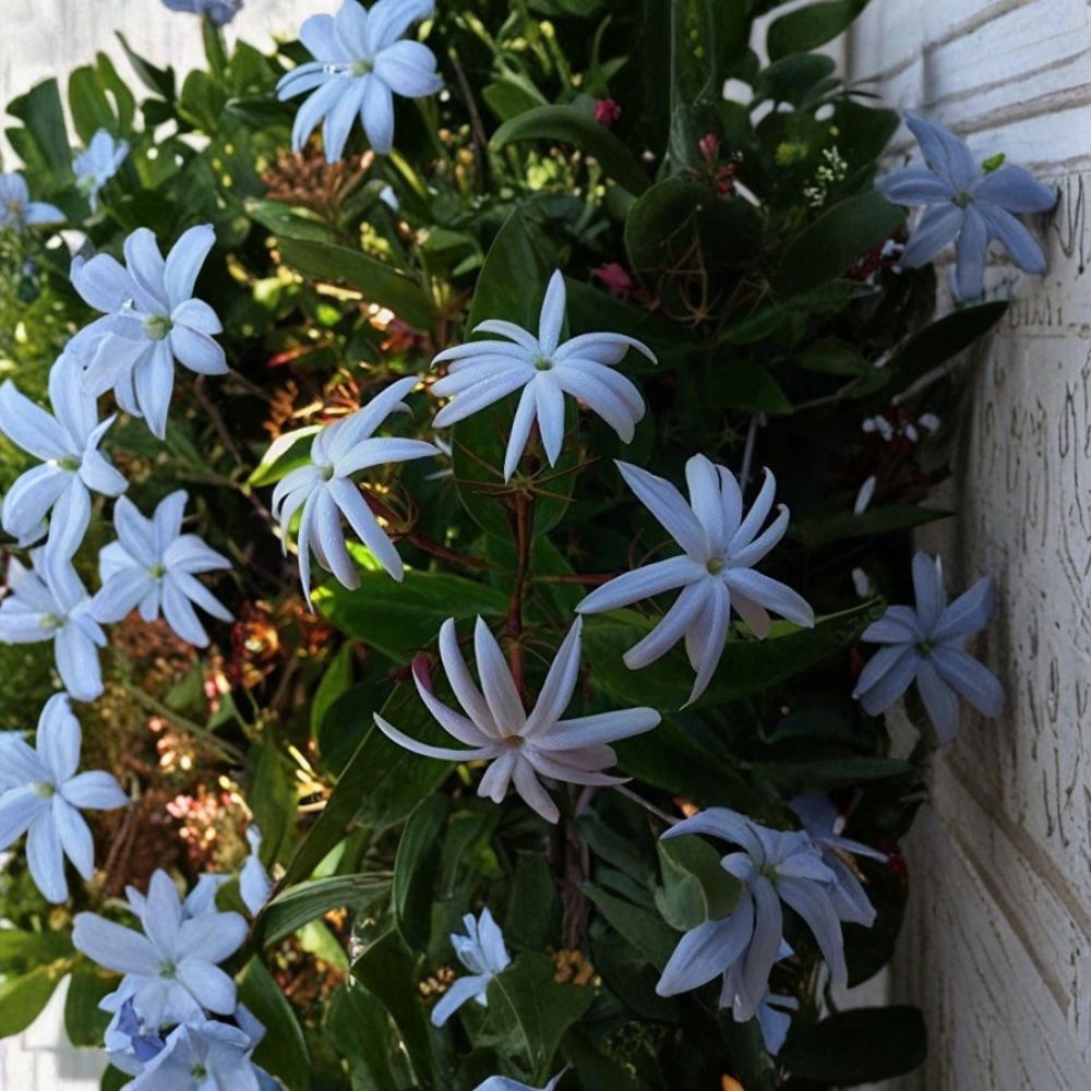 Angel Wing Jasmine Live Plant | 4 Inch Pot | Jasminum nitidum | Indoor & Outdoor Star Jasmine Vine | 10–14 Inches Tall