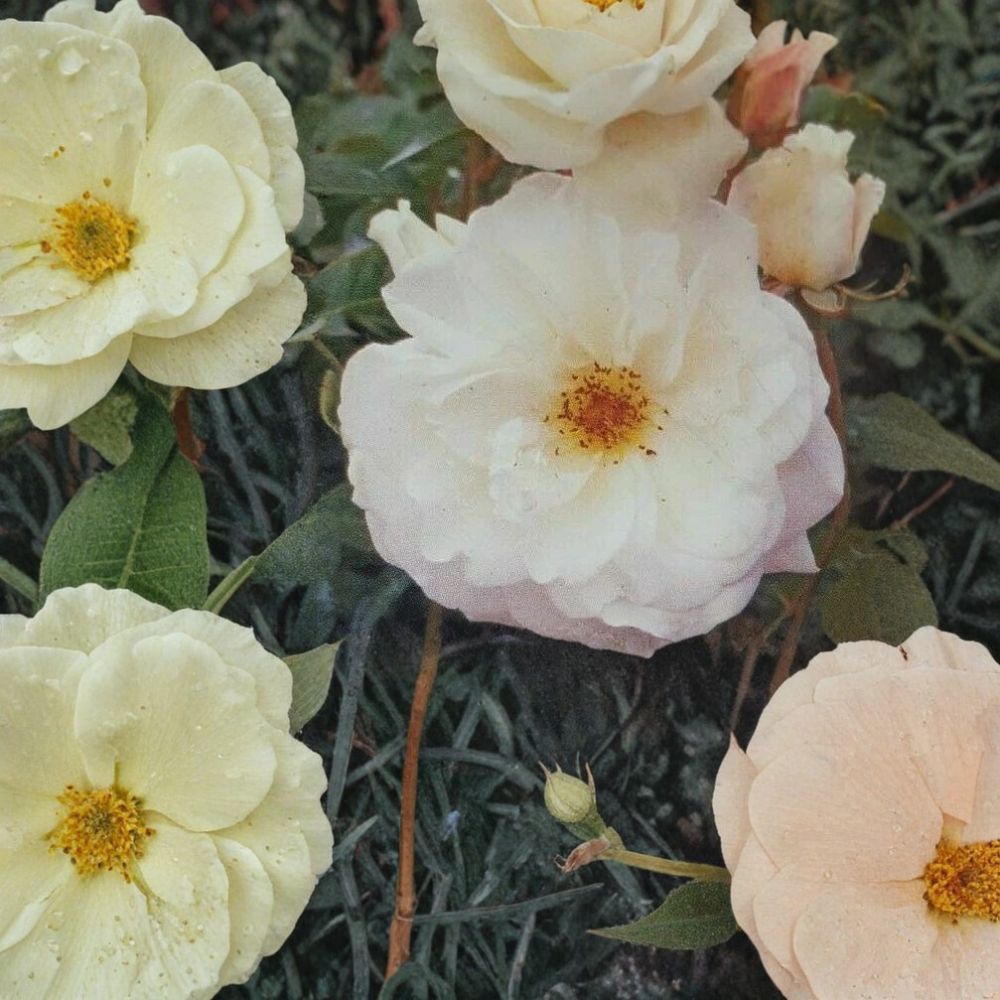 Iceberg Floribunda Rose Plant - 2 Gallon Live Bush - Pure White Continuous Blooming Shrub - Rosa Floribunda Group 'Iceberg'