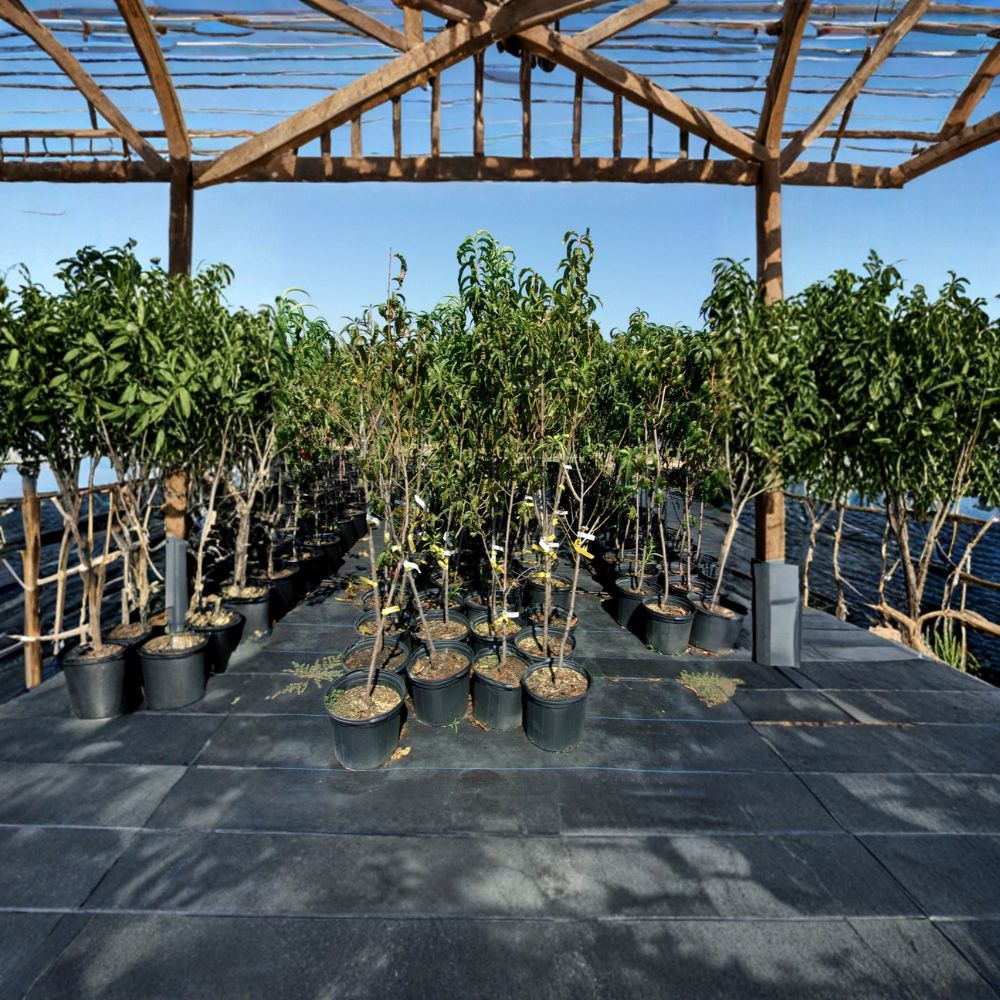 Flavortop Nectarine Tree 4–6 Feet Prunus persica var. nucipersica Sweet White Flesh Self-Fertile Fruit Tree for Home Orchard