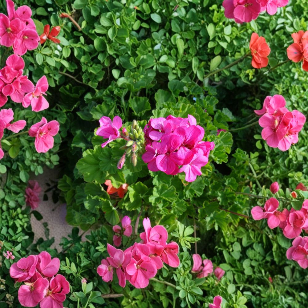 Fresh Pink Geranium Cuttings – 30 Unrooted Pelargonium Cuttings | Fragrant Flowering Plant for Patios & Gardens