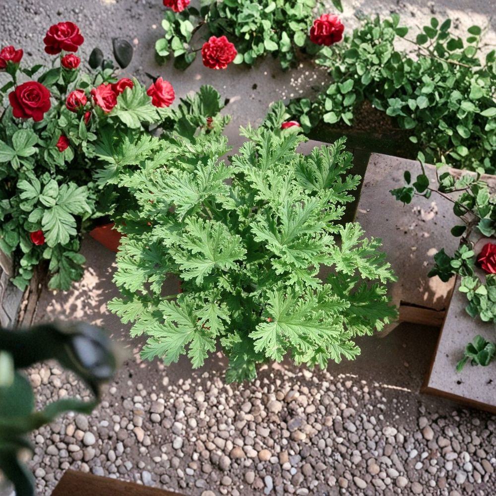 Citronella Mosquito Plants - 3 Live Citrosa Geraniums in 2.5" Pots | Lemon Scented Aromatic Foliage, Pelargonium citrosum