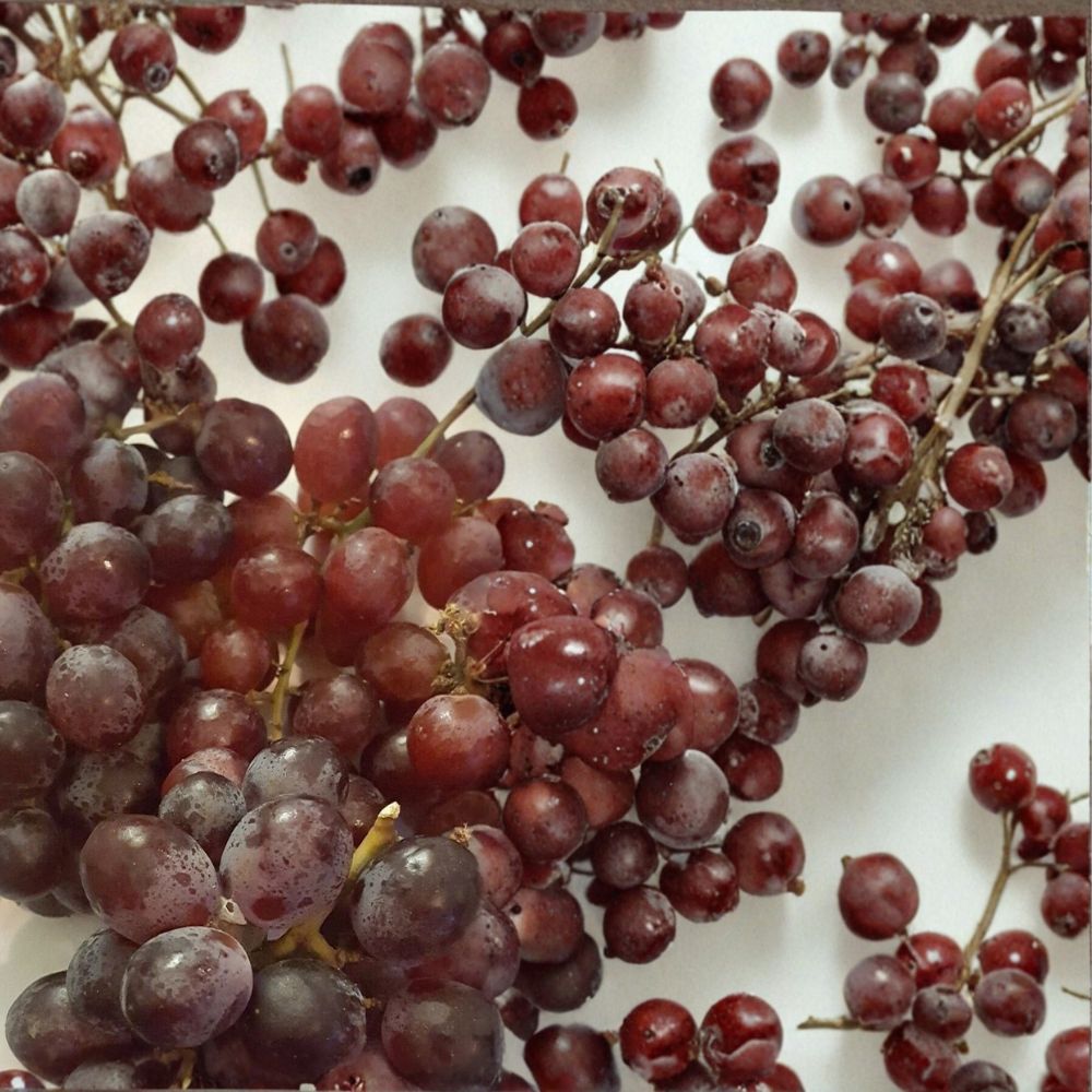 Red Globe Grape Vine | 3 Gallon Live Plant | Vitis vinifera | Self-Fertile Fruit Vine for Fresh Eating, Juice & Wine