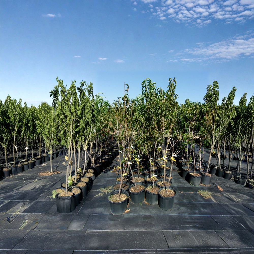 Flavortop Nectarine Tree | 4-6 Feet | Sweet Freestone Fruit | Self-Fertile | Prunus persica var. nucipersica | Home Orchard Favorite