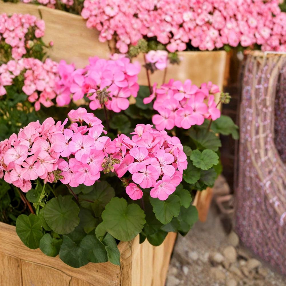 Geranium Starter Plant | Pink Flame Variety | Pelargonium spp. | Live Flowering Plant | Easy to Grow, Indoor & Patio Friendly