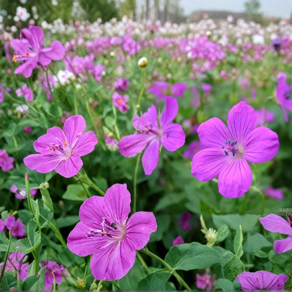 Danny Boy Geranium Seeds - 25+ Premium Pelargonium Flower Seeds for Colorful Garden Blooms - Easy Grow Annuals