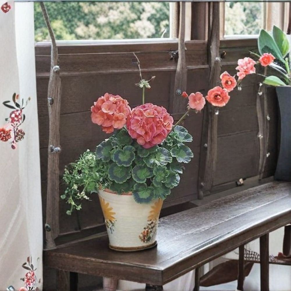 Geranium Seeds - 1,000 Seeds - Maverick Coral - Bright Coral Orange Blooms - Pelargonium x hortorum - Garden & Container Friendly